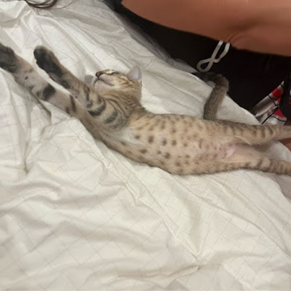 Meet your Posher, Vivian - Picture 1 of 1